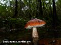Leccinum aurantiacum-amf332-1